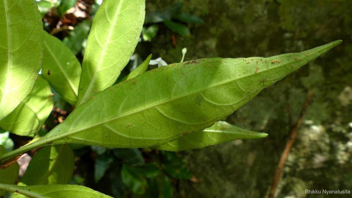 Pseuderanthemum latifolium (Vahl) B.Hansen